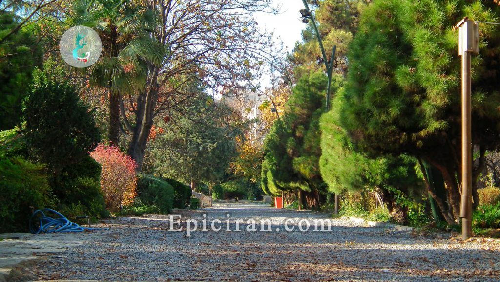 long sidewalk way surrounded by trees in eram garden shiraz