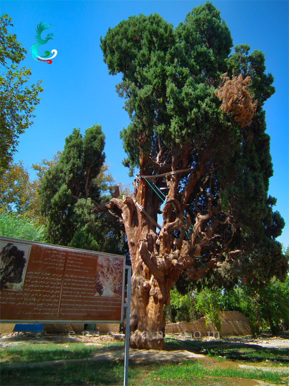 Old Cedar of Mehriz