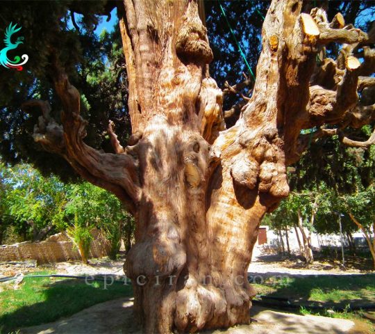 The Old Cedar of Mehriz