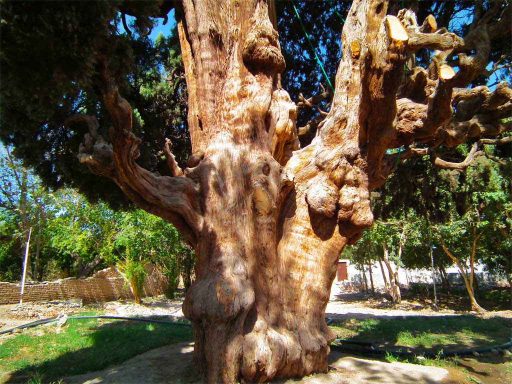 The Old Cedar of Mehriz