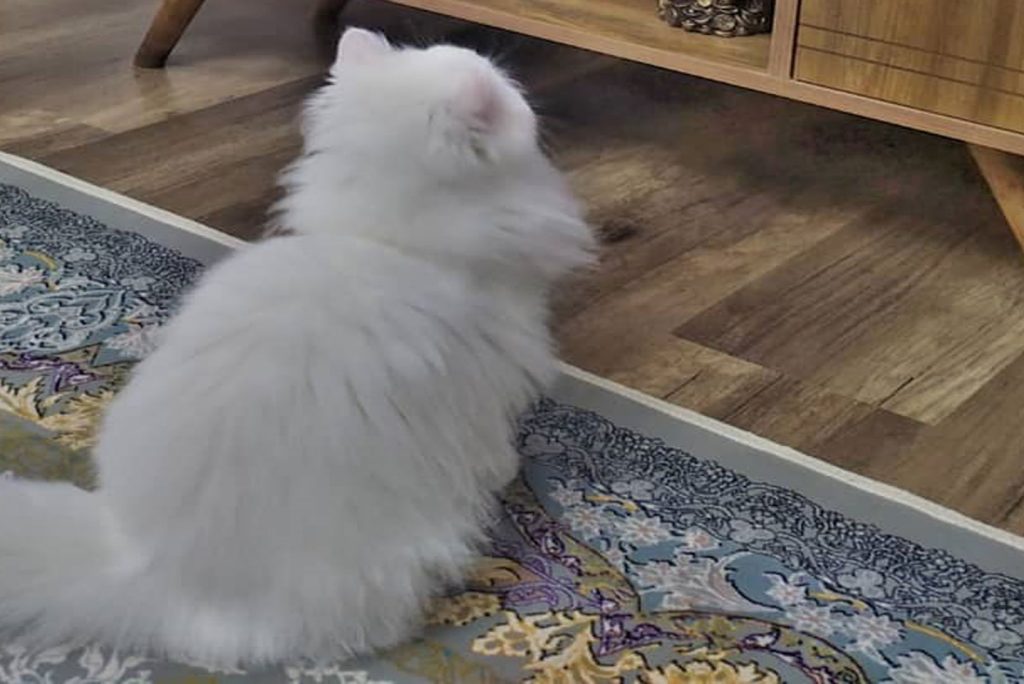 Remove pet stains from Persian rug in 4 steps: How to use Persian rug pet stain removals