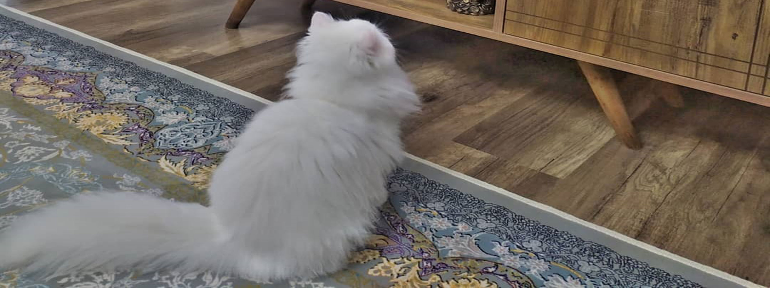 Remove pet stains from Persian rug in 4 steps: How to use Persian rug pet stain removals