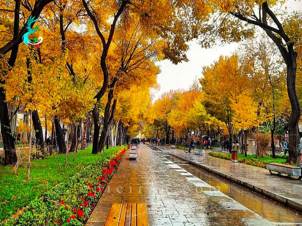trees in a rainy day in chahar bagh street in isfahan