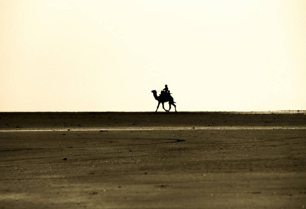camel riding in naz islands beach in iran
